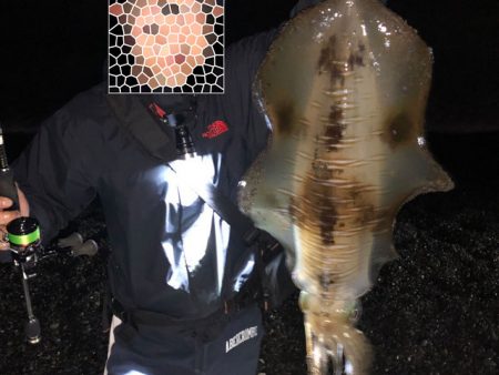 アオリイカ連発